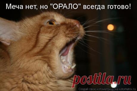 Любимая котоматрица в среду с утра