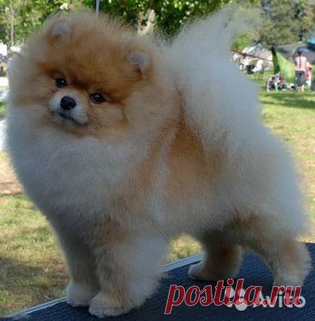 Предлогаю щенка померанца - купить, продать или отдать в Москве на Avito — Бесплатные объявления на сайте Avito