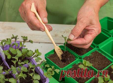 Выращивание рассады капусты в домашних условиях