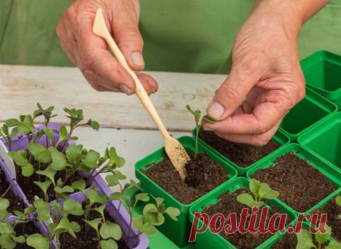 Выращивание рассады капусты в домашних условиях