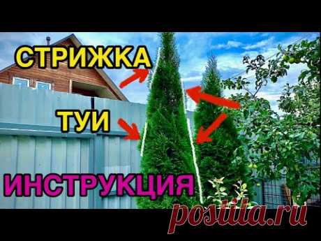🌲СТРИЖКА ТУИ ✂️инструкция✅Как правильно стричь тую ❓❗️Ответы на вопросы