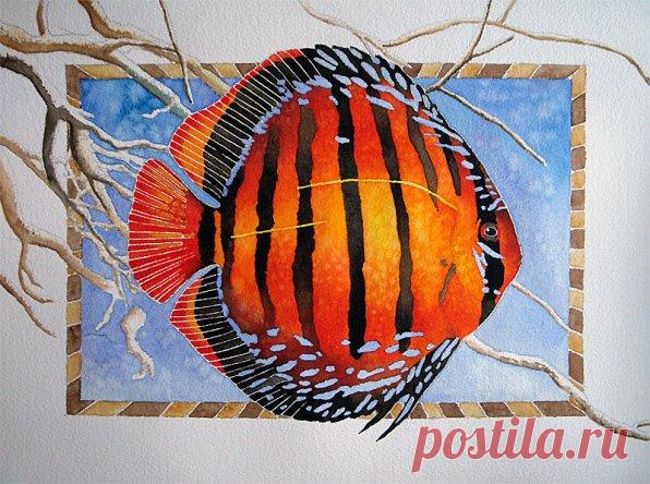 Все виды дискусов фото