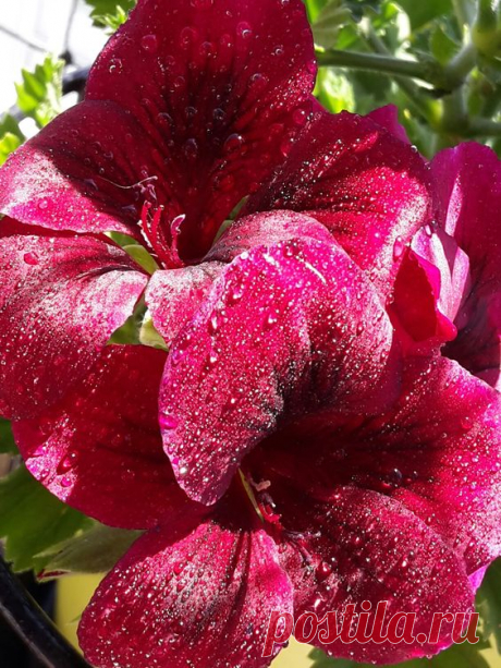 (96) Pinterest