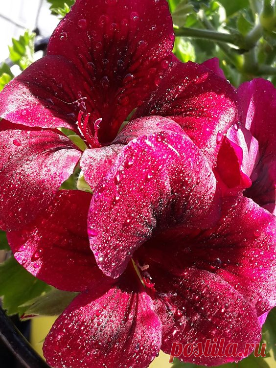 (96) Pinterest