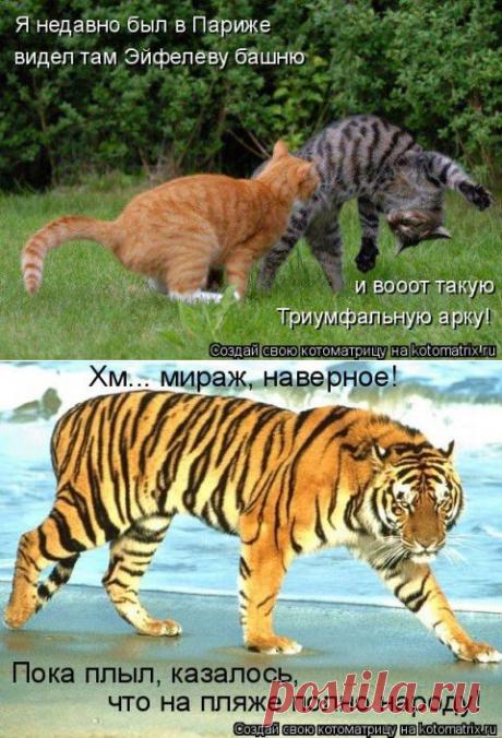 Наши забавные друзья 55. | Домохозяйки