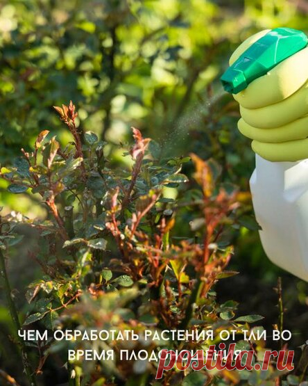 Чем обработать растения от тли во время плодоношения
