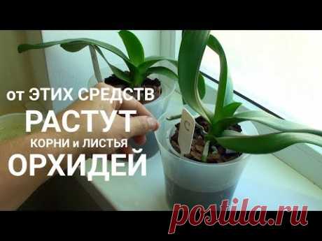 ПИТАТЕЛЬНЫЙ ПОЛИВ ОРХИДЕЙ от какого средства растут корни и листья ОРХИДЕИ быстрее?