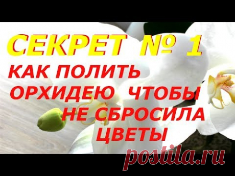 КАК ПОЛИТЬ ЦВЕТУЩУЮ ОРХИДЕЮ, ЧТОБЫ ОНА НЕ СБРОСИЛА ЦВЕТЫ   ПОЛИВ ОРХИДЕИ ФАЛЕНОПСИС