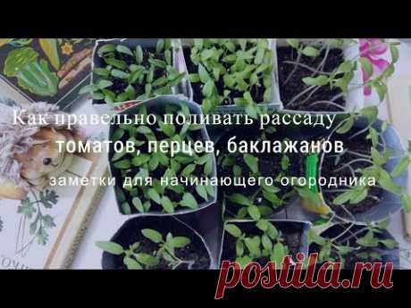 Как правильно поливать рассаду на подоконнике