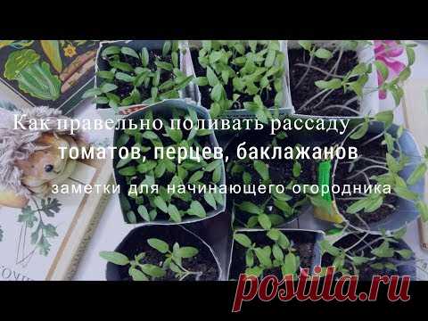 Как правильно поливать рассаду на подоконнике