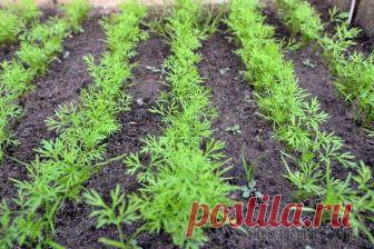 Посадка укропа в открытый грунт семенами: секреты богатого урожая Укроп – одна из самых любимых зелёных приправ многих людей. Эта пряная трава может не только сделать ярче вкус и аромат любого блюда, но и украсить его своей пушистой зелёной веточкой.
Это растение до...