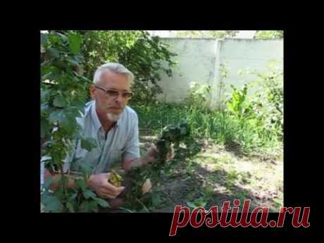 Тля на смородине.