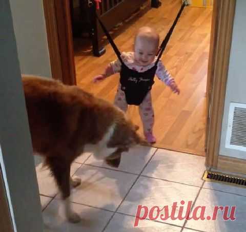 Собака учит малыша прыгать - супер позитивное видео! | Дай лапку