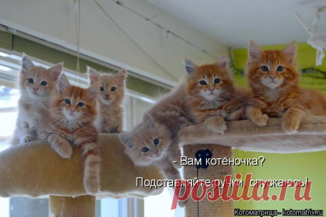 Свежая подборка котоматриц!))