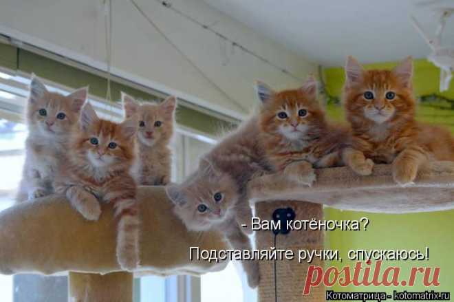 Свежая подборка котоматриц!))