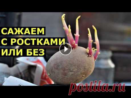 Картошка прорастает в январе или когда доставать картофель на проращивание?

шапка с острой макушкой спицами