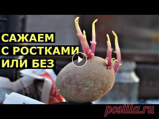 Картошка прорастает в январе или когда доставать картофель на проращивание?

шапка с острой макушкой спицами