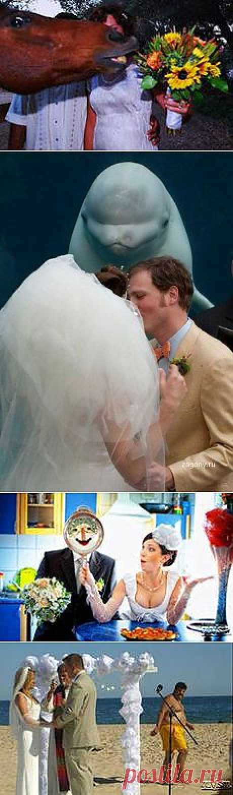 смешные свадебные картинки с надписями: 18 тыс изображений найдено в Яндекс.Картинках