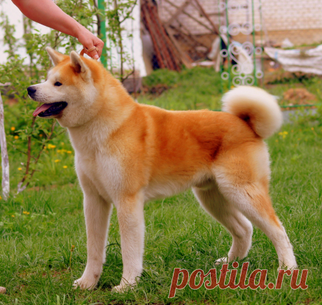 Наш красавчик