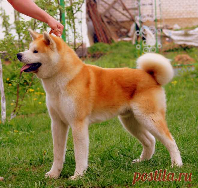 Наш красавчик