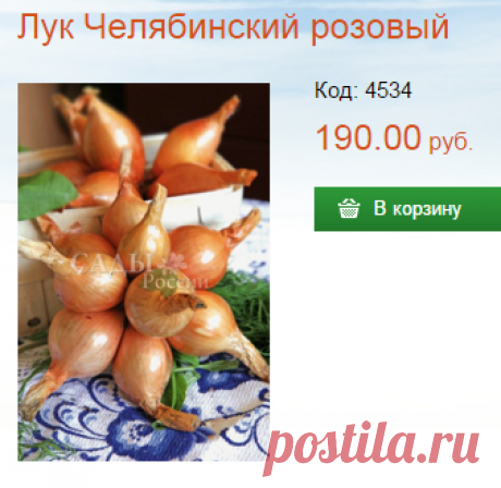 Лук Челябинский розовый - Лук семейный крупный - Лук - Семена и саженцы почтой от НПО Сады России (Сад и огород). Интернет-магазин посадочного материала.