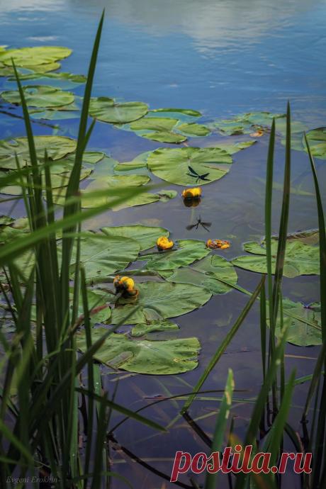 Кувшинки.