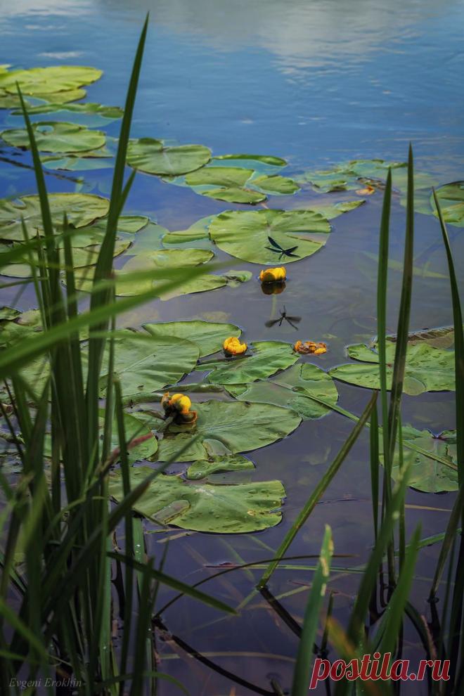 Кувшинки.