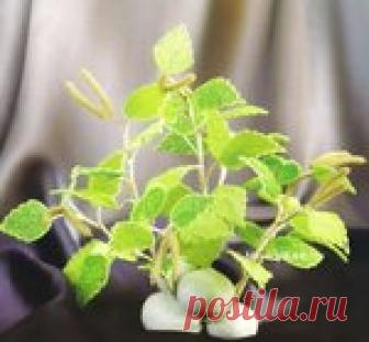 Бисер - топиарий берёзка