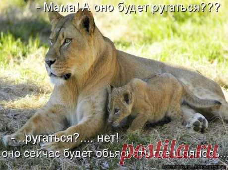 Зверские мысли вслух) 

люблю зверюх... а вы?
