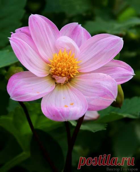 ГЕОРГИН в саду... 🌈 📷 #Виктор_Гончаров