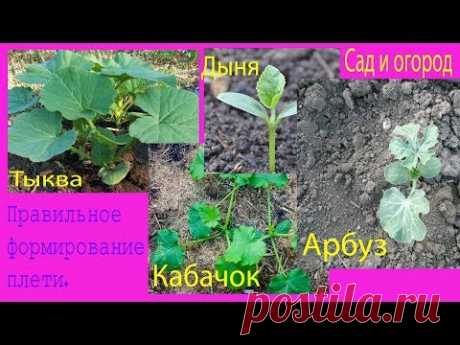 Правильное формирование плети.  Тыква, кабачок, арбуз и дыня. Сад и огород выпуск 172