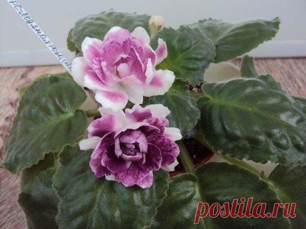 Описание селекционной фиалки PC-Ледяная роза