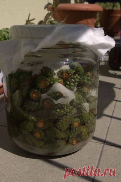 НАЛИВКА ИЗ ЕЛОВЫХ ШИШЕК - ОТ ПРОСТУДЫ И ...ЕДИНСТВЕННОЕ ЛЕКАРСТВО ОТ ИНСУЛЬТА!