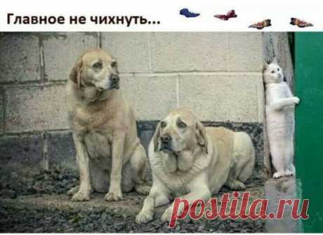 #юмор