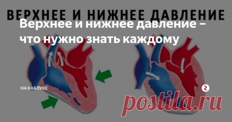 Верхнее и нижнее давление – что нужно знать каждому Сейчас даже от молодых людей можно услышать, что у них повышенное давление. Дело в постоянном недосыпе, стрессе и т.д. Что надо знать о разнице между верхним и нижним давлением, какой показатель является нормой для определенного возраста, какие факторы влияют на изменение АД и как избежать страшных последствий скачков давления? Об этом и поговорим.
Нормой между верхним и нижним давлением считается