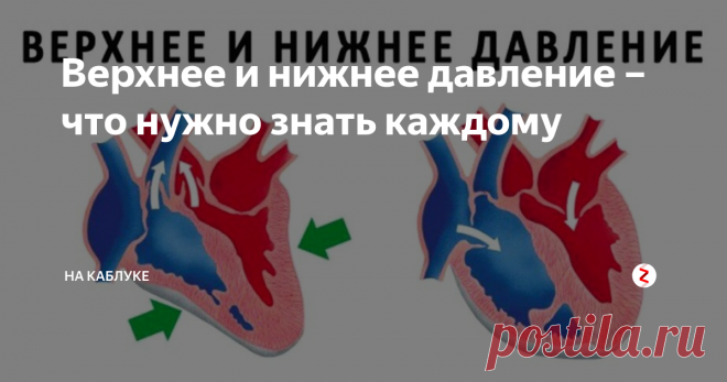 Верхнее и нижнее давление – что нужно знать каждому Сейчас даже от молодых людей можно услышать, что у них повышенное давление. Дело в постоянном недосыпе, стрессе и т.д. Что надо знать о разнице между верхним и нижним давлением, какой показатель является нормой для определенного возраста, какие факторы влияют на изменение АД и как избежать страшных последствий скачков давления? Об этом и поговорим.
Нормой между верхним и нижним давлением считается