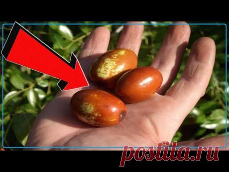 УНАБИ ПОЛЕЗНЫЕ СВОЙСТВА | УНАБИ ЗИЗИФУС КИТАЙСКИЙ ФИНИК – КАКАЯ ПОЛЬЗА | ЗИЗИФУС ПОЛЕЗНЫЕ СВОЙСТВА