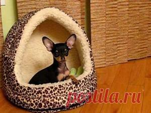 Как сделать домик для той терьера своими руками