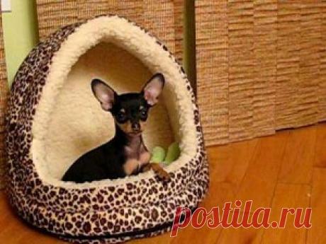 Как сделать домик для той терьера своими руками