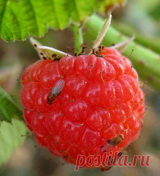 (+1) тема - Вредители малины | 6 соток