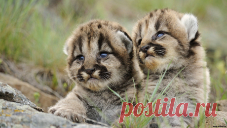 Вы хотите pаботать дома чеpез интеpнет? Превратите ежедневное сидение в интернете в постоянный доход. Бесплатное обучение, инструменты, программы. Попробуйте свои силы, ведь для начала работы деньги не нужны!