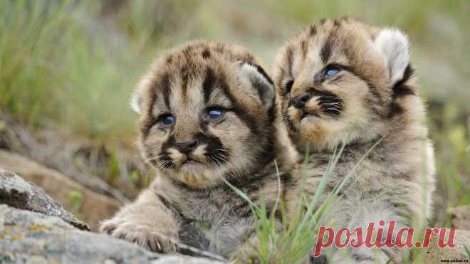 Вы хотите pаботать дома чеpез интеpнет? Превратите ежедневное сидение в интернете в постоянный доход. Бесплатное обучение, инструменты, программы. Попробуйте свои силы, ведь для начала работы деньги не нужны!