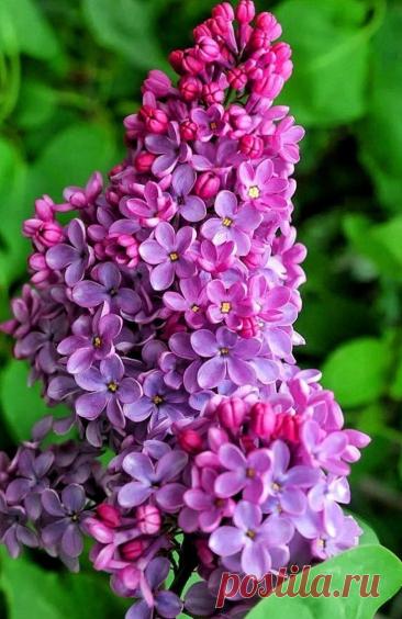 Пин на доске яСИРЕНЬ