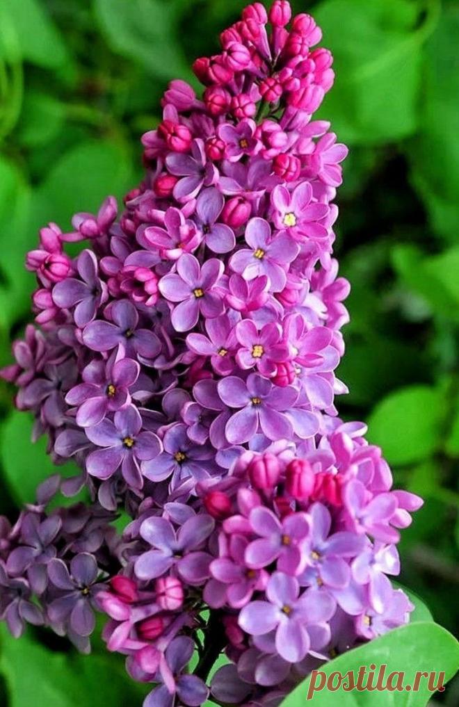 Пин на доске яСИРЕНЬ