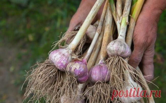 Почему мы чеснок не обрезаем после уборки - и когда обрезаем корни: 3 хитрости обрезки. И почему чеснок 