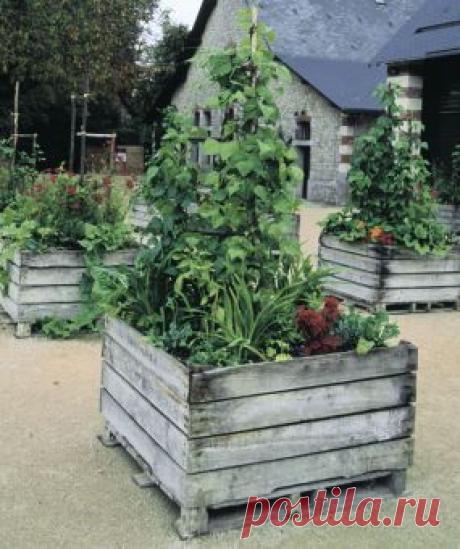 Найдено на сайте vegetablegardener.com.