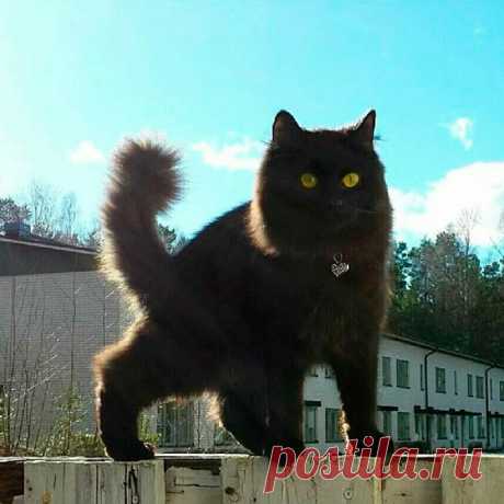 Картинки с черной кошкой (35 фото) ⭐ Забавник