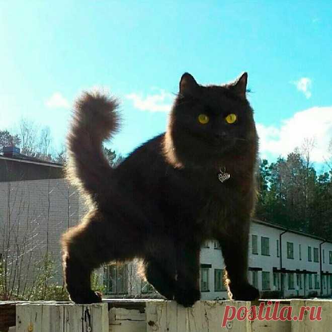 Картинки с черной кошкой (35 фото) ⭐ Забавник