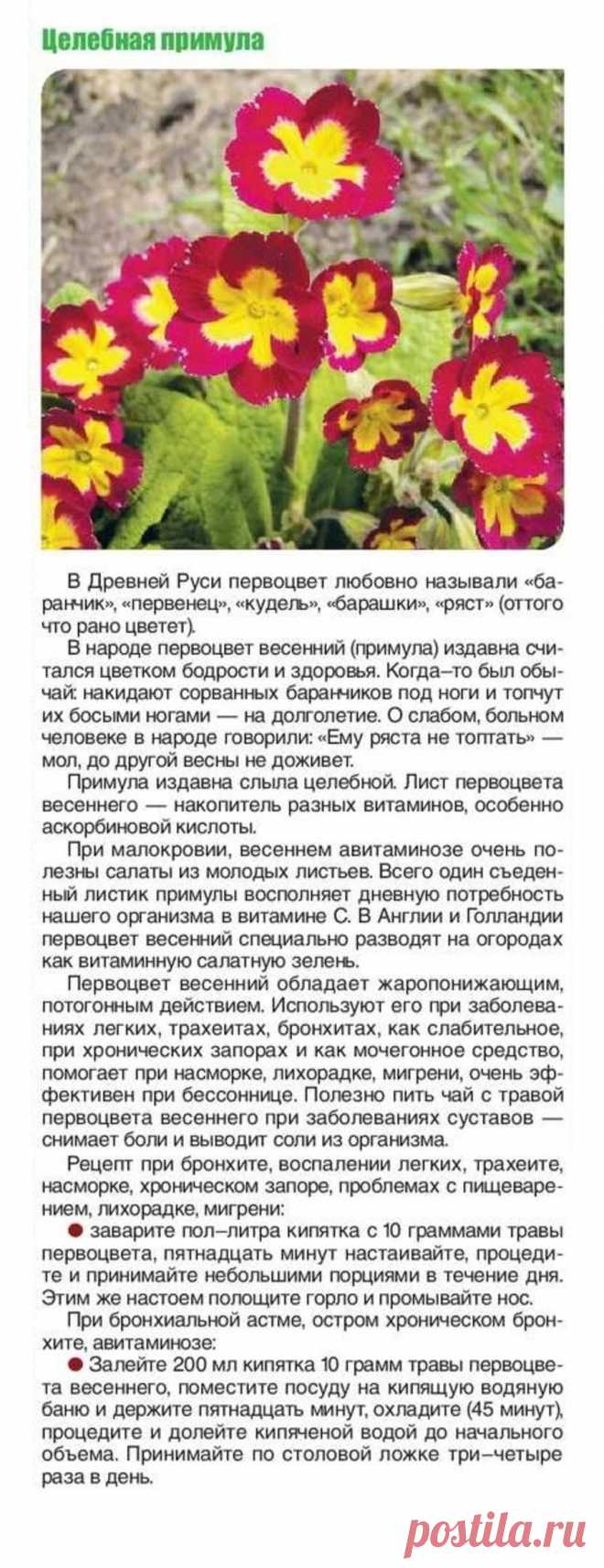 Целебная примула