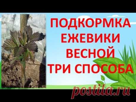 ТРИ СПОСОБА ПОДКОРМКИ ЕЖЕВИКИ В МАЕ. Как выращивать ежевику.